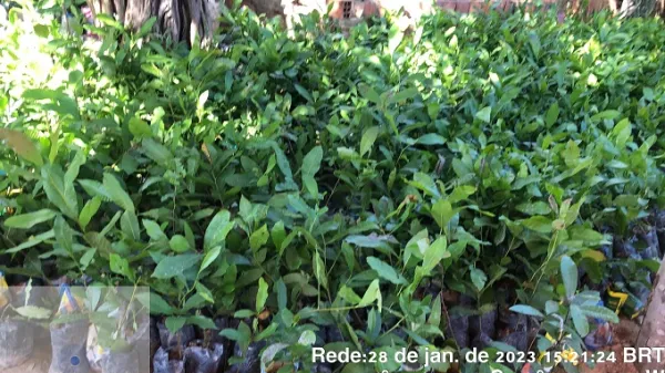 Município de Assunção do Piauí recebe doação de mudas nativas do projeto social Plante uma árvore e salve o planeta
